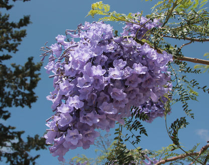 Jacaranda Mimosifolia Flower Seeds for Planting – Beautiful Bloom Tree, Easy Grow Ornamental Plant for Garden & Patio