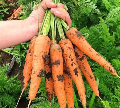 Kuroda Carrot Seeds for Planting – Heirloom, Non-GMO Vegetable Seeds for Home Gardens and Organic Farming