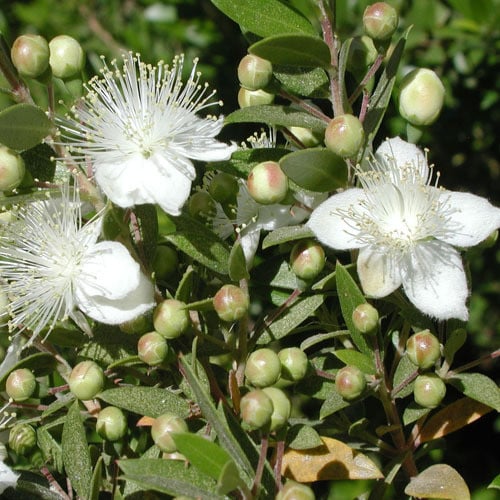 Greek Myrtle Plant Seeds (Myrtus communis) – Heirloom, Non-GMO, High Germination Organic Garden Seeds for Mediterranean Herb Gardens