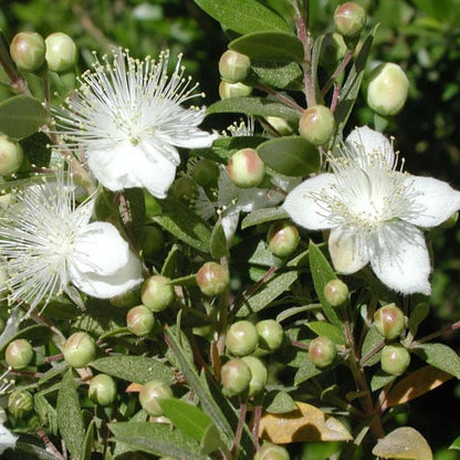 Greek Myrtle Plant Seeds (Myrtus communis) – Heirloom, Non-GMO, High Germination Organic Garden Seeds for Mediterranean Herb Gardens