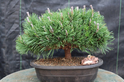 Mugo Pine Bonsai Tree