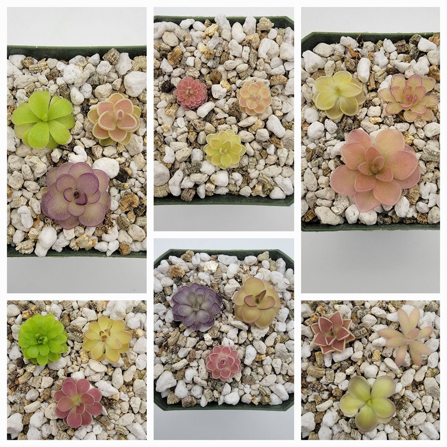 Mystery Bundle – 10 Rare Carnivorous Plants | Butterworts | Plant Starter Pack