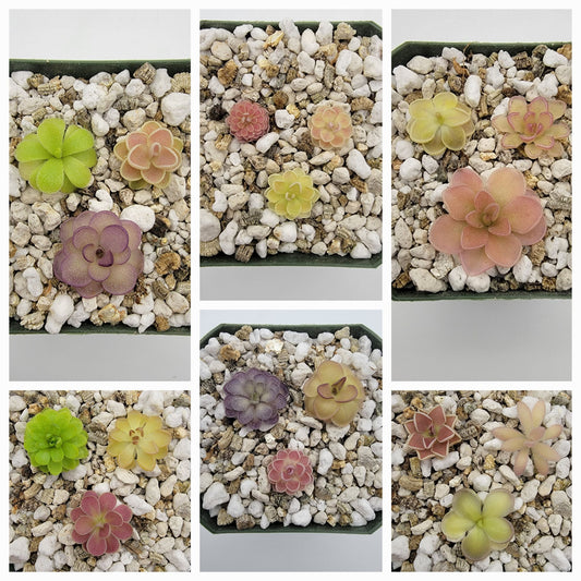 Mystery Bundle – 10 Rare Carnivorous Plants | Butterworts | Plant Starter Pack