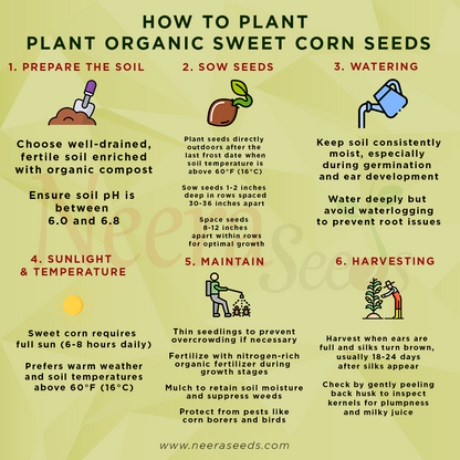 Organic Sweet Corn Seeds for Planting – High-Yield, Non-GMO Vegetable Seeds for Home Garden & Farm Use