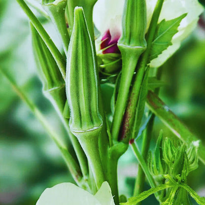 Hybrid Okra (Summer Variety) Seeds for Planting – Early Maturing, High Yield, Heat-Tolerant Variety for Spring & Summer Gardens