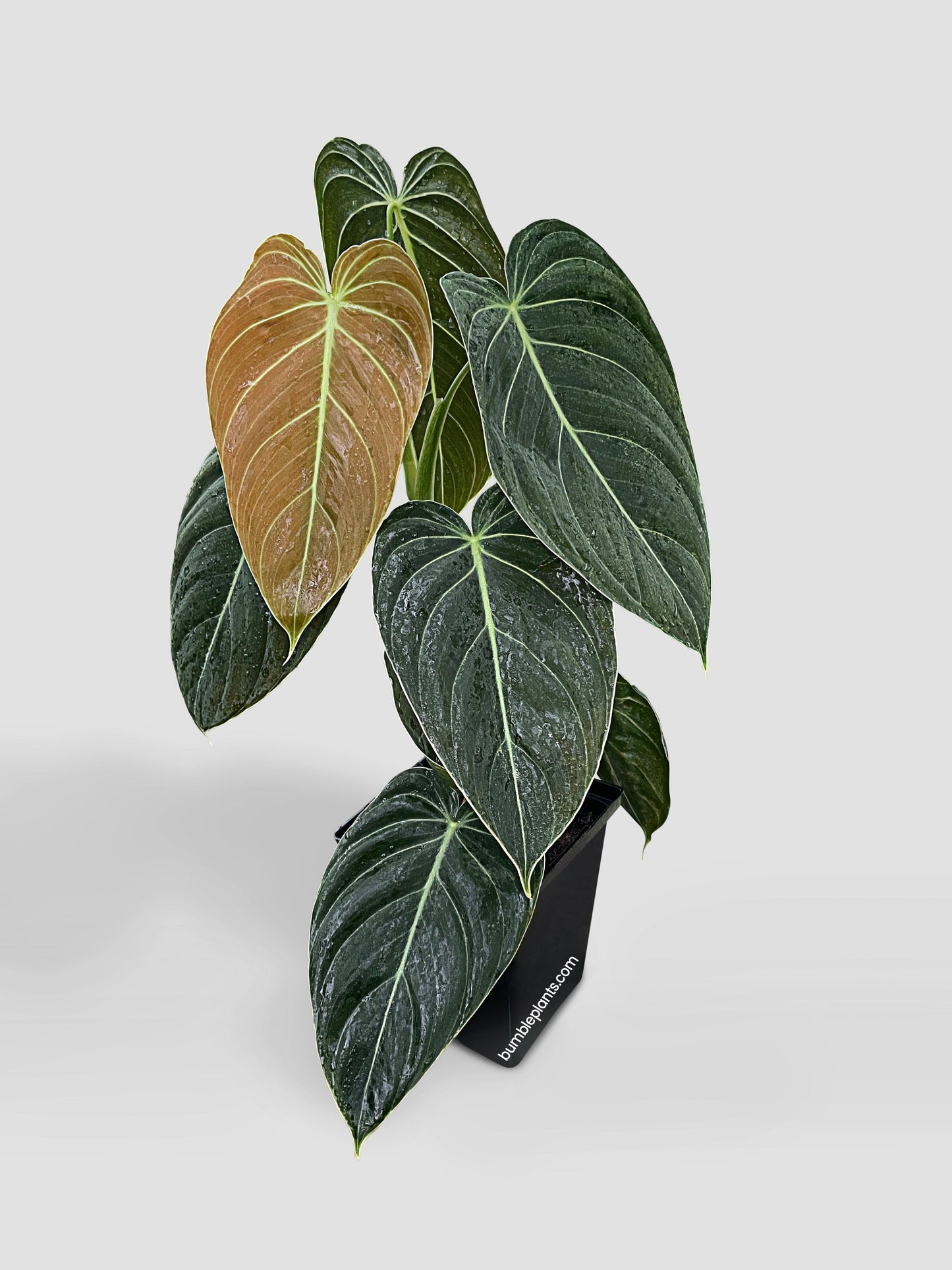 Philodendron Melanochrysum 'Melano'