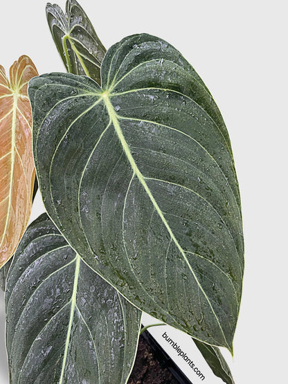 Philodendron Melanochrysum 'Melano'