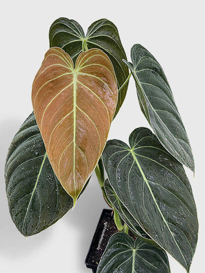 Philodendron Melanochrysum 'Melano'
