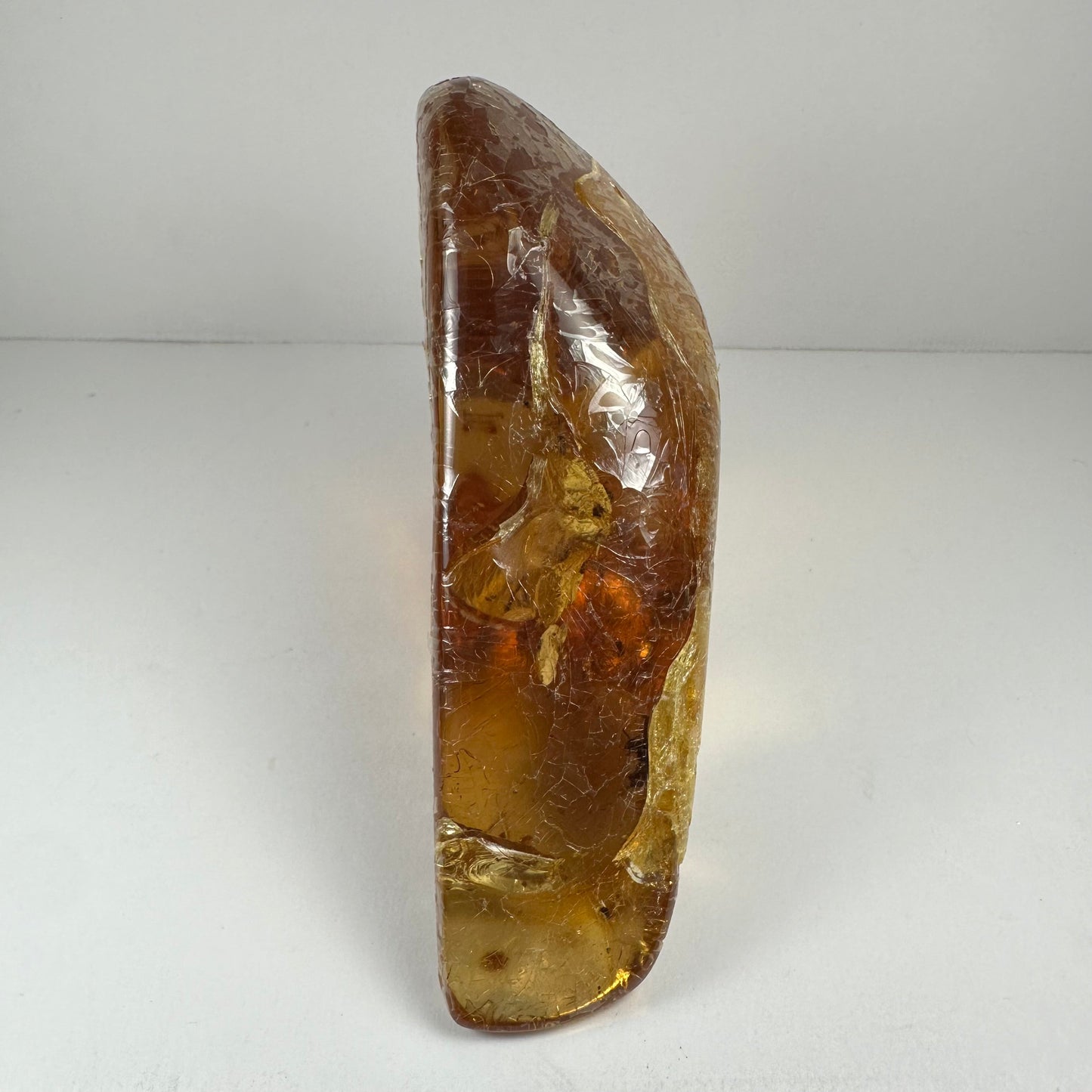 Colombian Amber with Insects