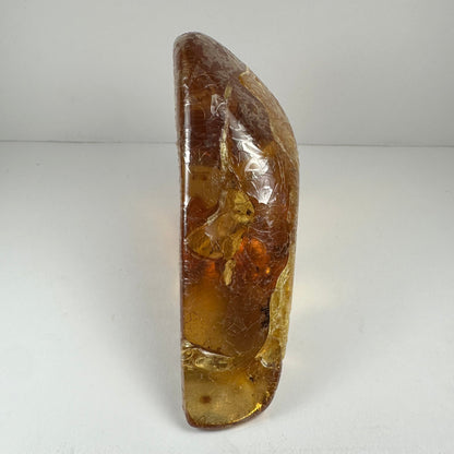 Colombian Amber with Insects