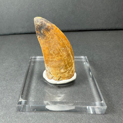 Carcharodontosaurus Tooth
