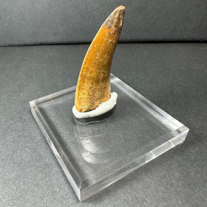 Carcharodontosaurus Tooth