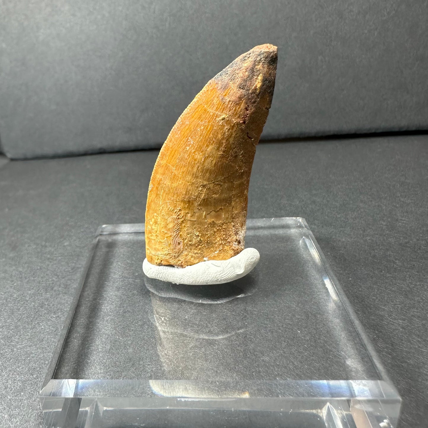 Carcharodontosaurus Tooth