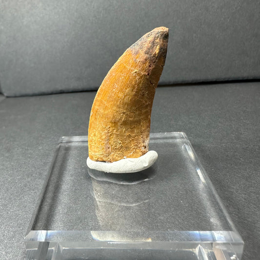 Carcharodontosaurus Tooth