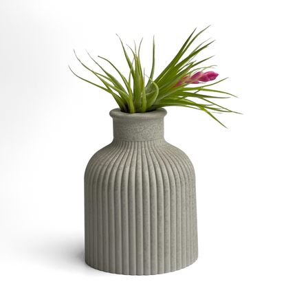 FAT MINI VASE | AIR PLANT HOLDER
