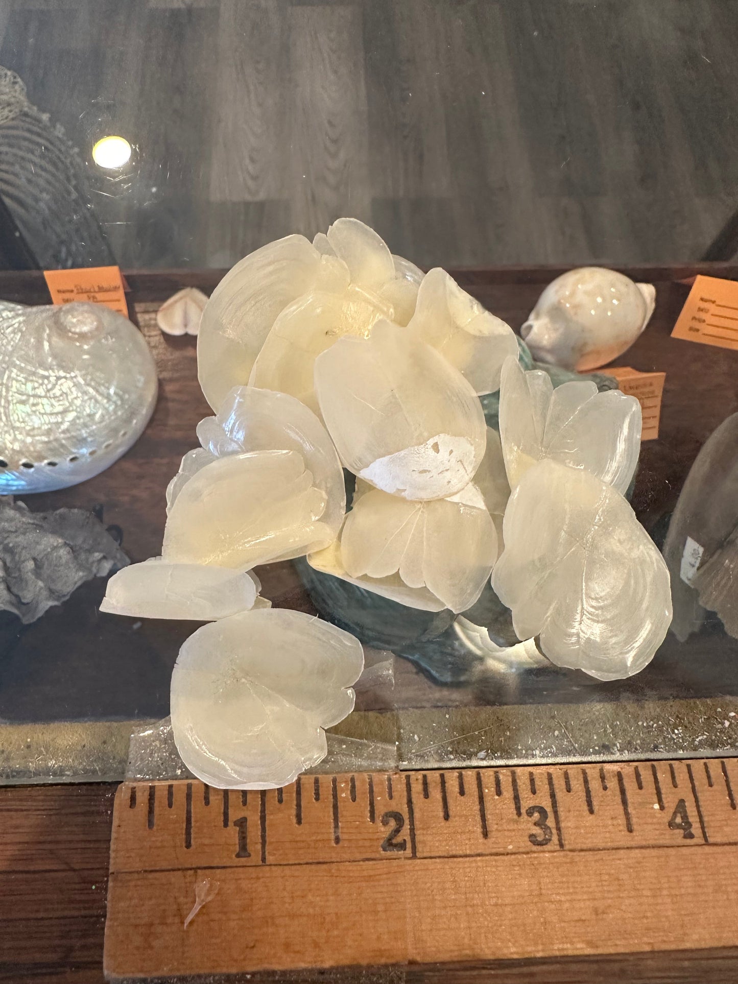 Tarpon Fish Scales – Natural Craft Shells for DIY Projects (Small & Large Sizes)