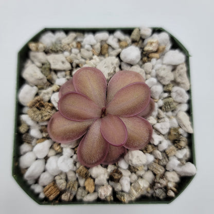 Pinguicula "ANPA A" x laueana – Rare Hybrid Carnivorous Butterwort | Live Plant