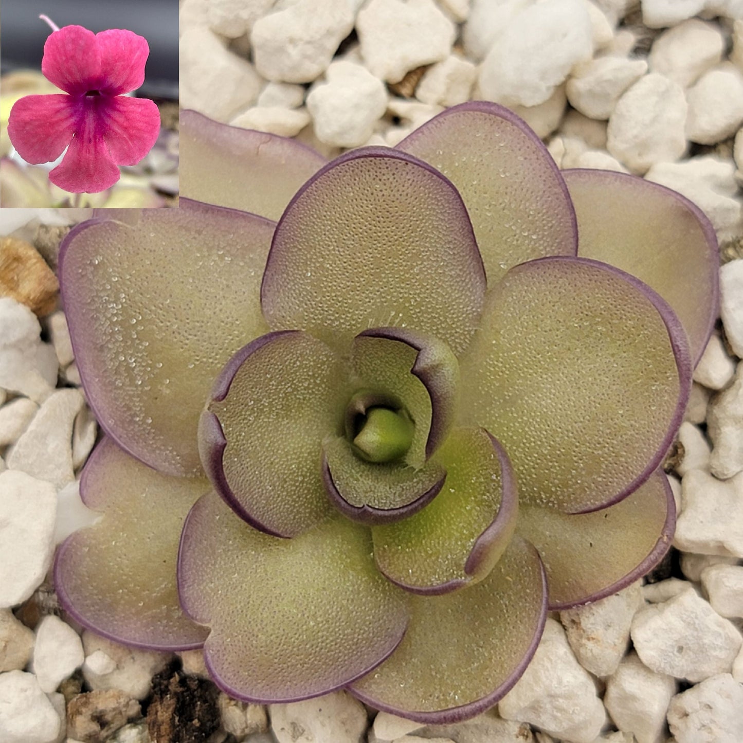 Pinguicula "Alani" – Rare Hybrid Carnivorous Butterwort | Live Plant