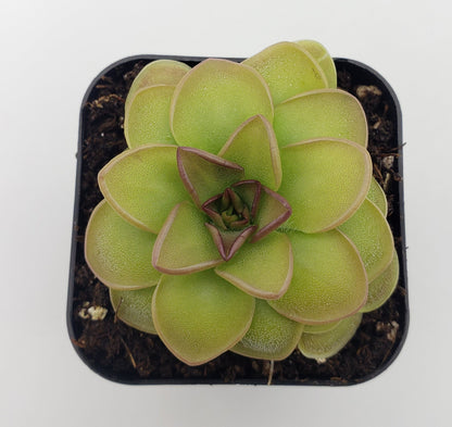 Pinguicula 'Hanka'