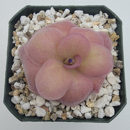 Pinguicula "Jellyfish" – Rare Hybrid Carnivorous Butterwort | Live Plant
