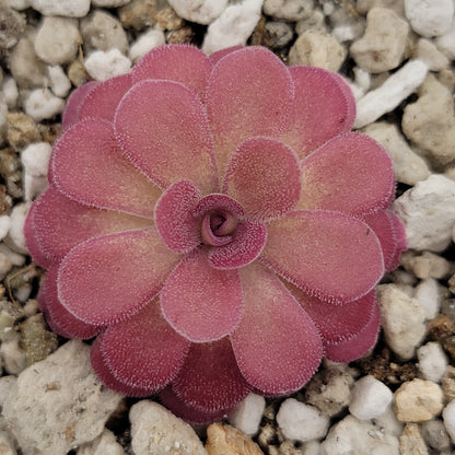 Pinguicula 'Johanna' – Rare Hybrid Carnivorous Butterwort | Live Plant