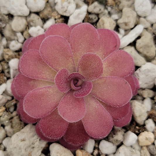 Pinguicula 'Johanna' – Rare Hybrid Carnivorous Butterwort | Live Plant