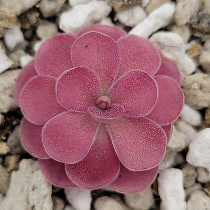 Pinguicula 'Johanna' – Rare Hybrid Carnivorous Butterwort | Live Plant