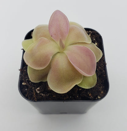 Pinguicula 'Kewensis'