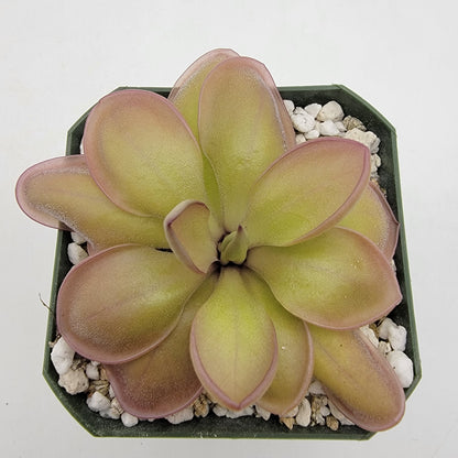 Pinguicula "Lautner 92/52" x "Big Purple Thing"
