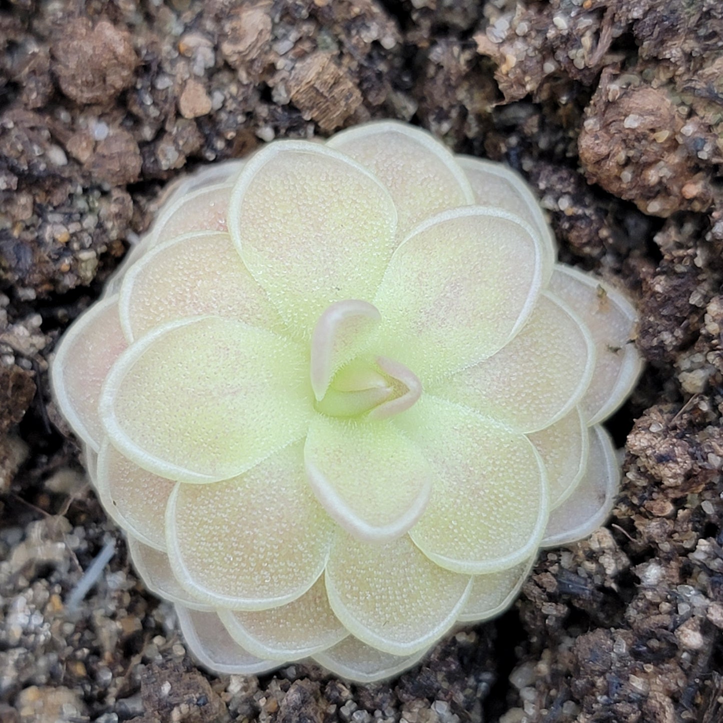 Pinguicula "Sunshine" – Rare Hybrid Carnivorous Butterwort | Live Plant