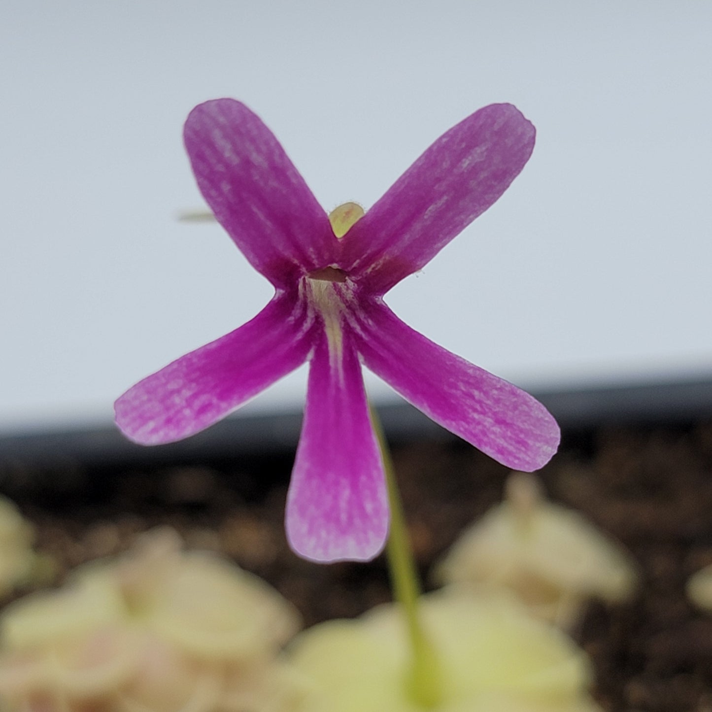 Pinguicula "Sunshine" – Rare Hybrid Carnivorous Butterwort | Live Plant