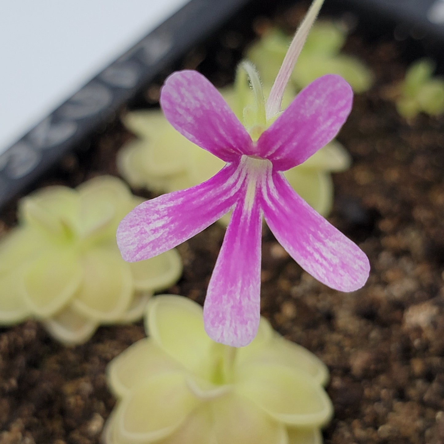 Pinguicula "Sunshine" – Rare Hybrid Carnivorous Butterwort | Live Plant