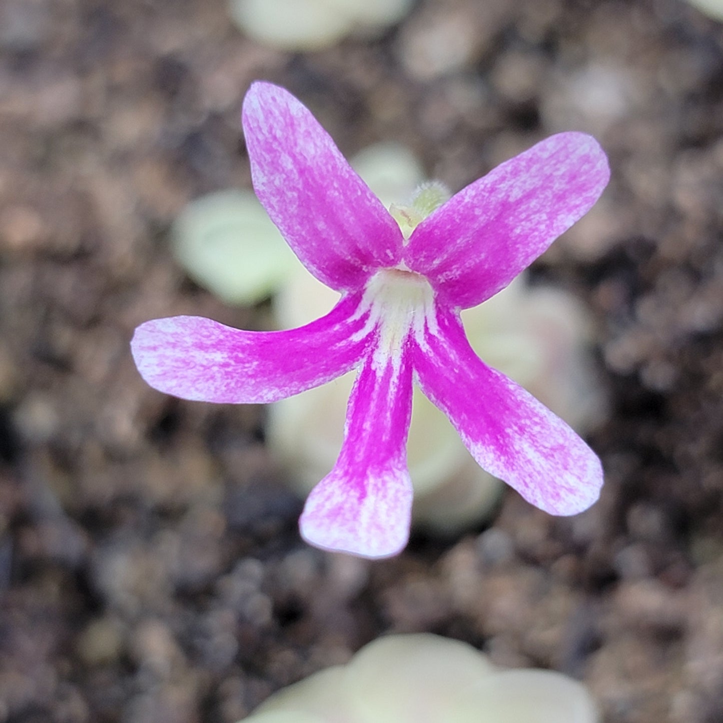 Pinguicula "Sunshine" – Rare Hybrid Carnivorous Butterwort | Live Plant