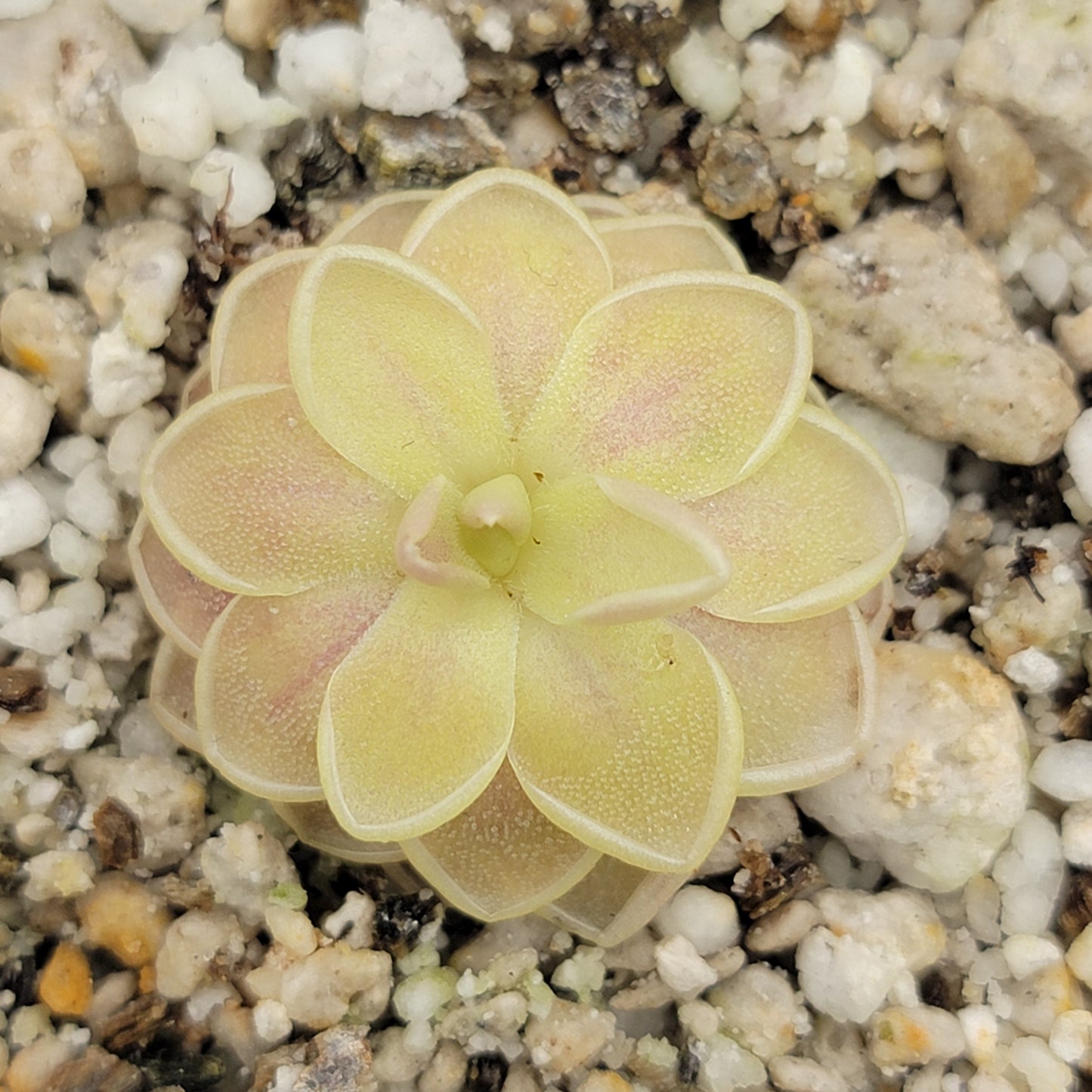 Pinguicula "Sunshine" – Rare Hybrid Carnivorous Butterwort | Live Plant