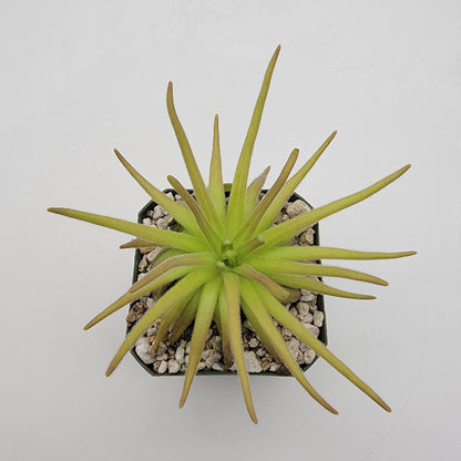 Pinguicula gypsicola x moctezumae – Rare Hybrid Carnivorous Butterwort | Live Plant