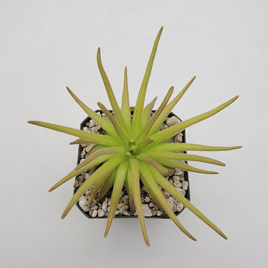 Pinguicula gypsicola x moctezumae – Rare Hybrid Carnivorous Butterwort | Live Plant