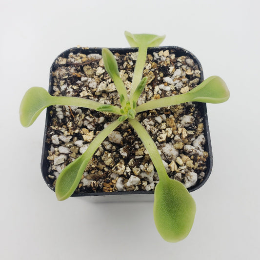 Pinguicula acuminata – Rare Carnivorous Butterwort | Seasonal Live Plant