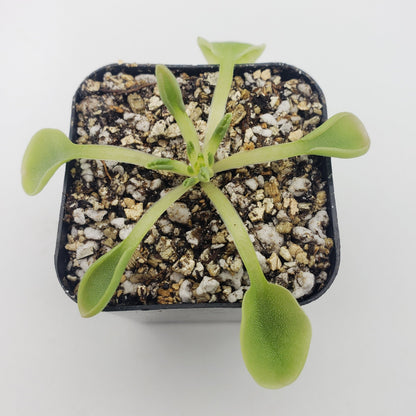 Pinguicula acuminata – Rare Carnivorous Butterwort | Seasonal Live Plant