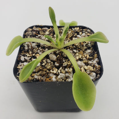 Pinguicula acuminata – Rare Carnivorous Butterwort | Seasonal Live Plant