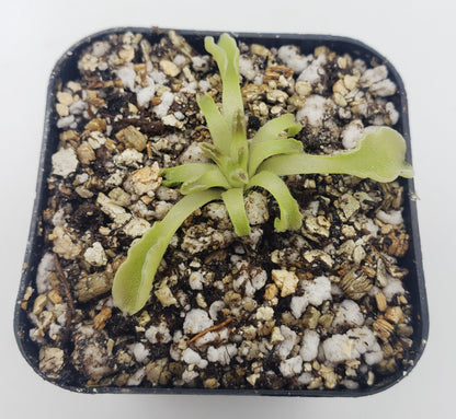 Pinguicula acuminata – Rare Carnivorous Butterwort | Seasonal Live Plant