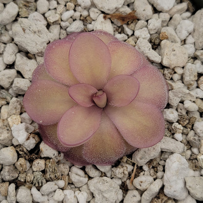 Pinguicula agnata 'El Lobo' x hemiepiphytica
