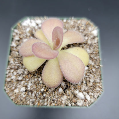 Pinguicula agnata "Scented Flower"
