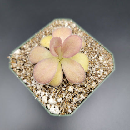 Pinguicula agnata "Scented Flower"