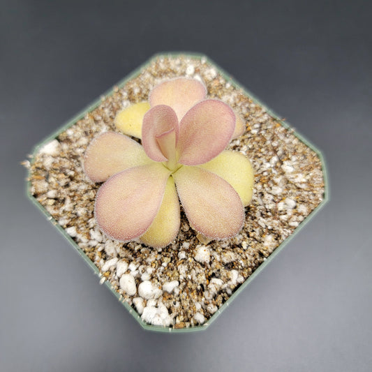 Pinguicula agnata "Scented Flower"
