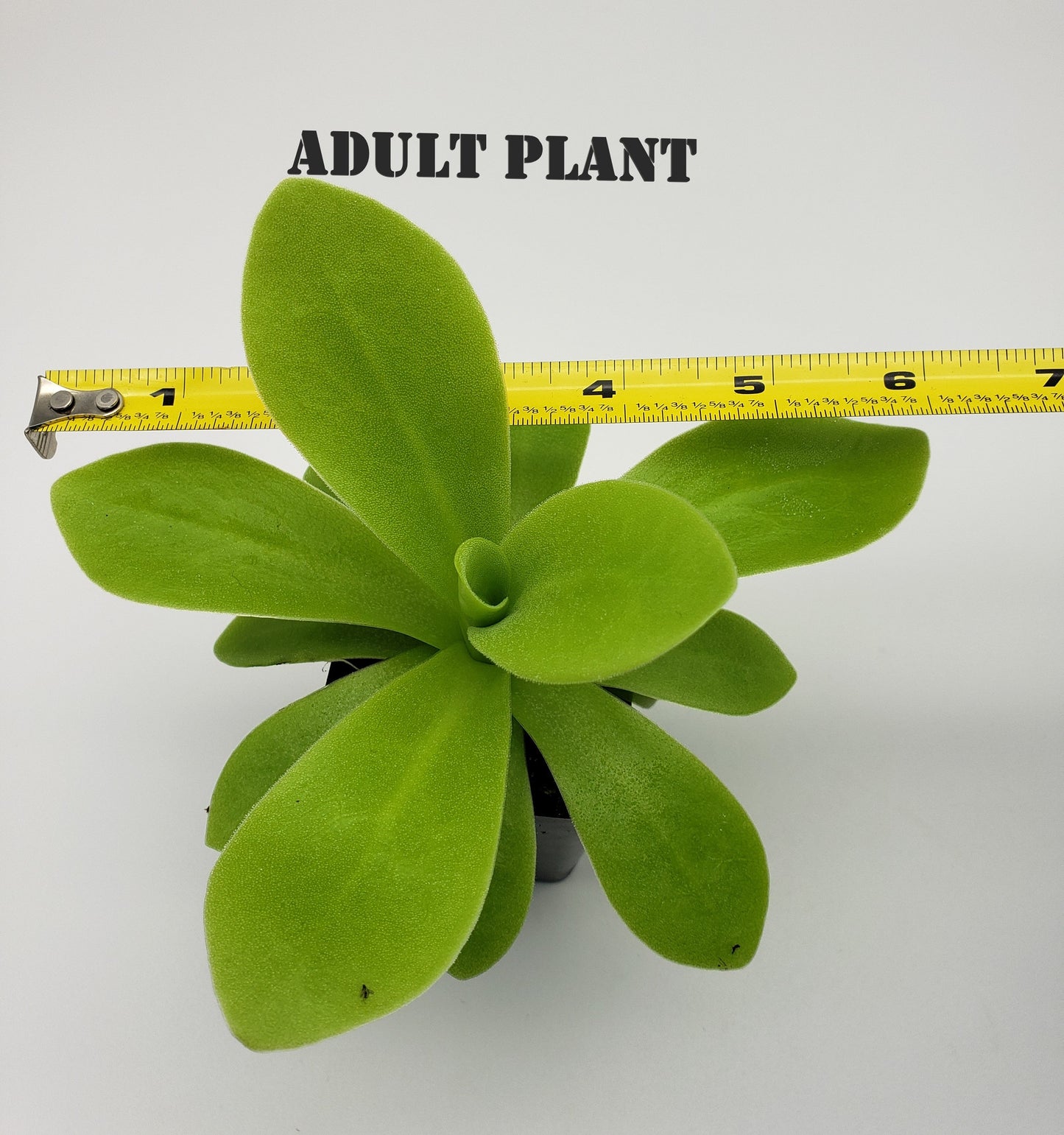 Pinguicula agnata "True Blue" x gigantea – Rare Hybrid Carnivorous Butterwort | Live Plant