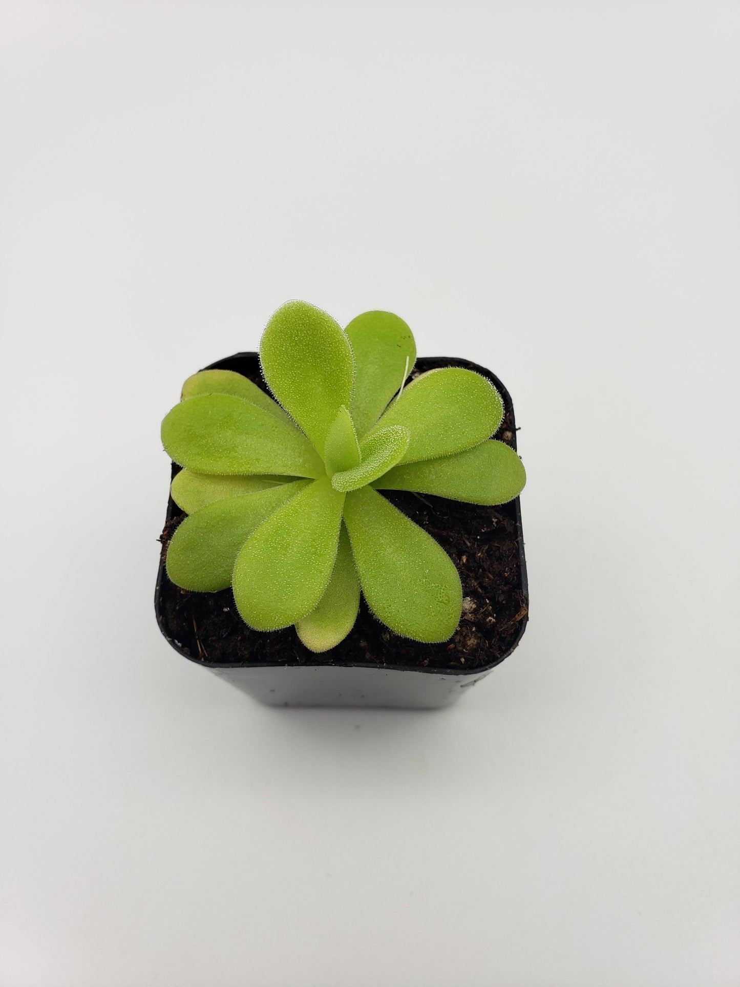 Pinguicula agnata "True Blue" x gigantea – Rare Hybrid Carnivorous Butterwort | Live Plant