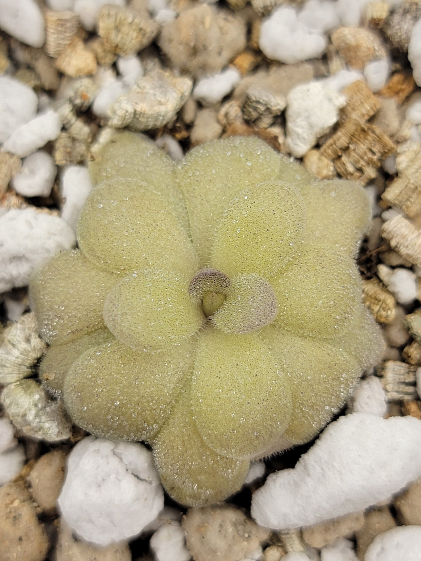 Pinguicula agnata "True Blue" x hemiepiphytica – Rare Hybrid Carnivorous Butterwort | Live Plant