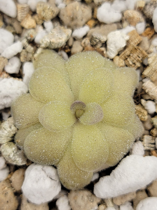 Pinguicula agnata "True Blue" x hemiepiphytica – Rare Hybrid Carnivorous Butterwort | Live Plant
