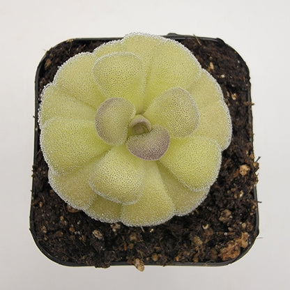 Pinguicula agnata "True Blue" x hemiepiphytica – Rare Hybrid Carnivorous Butterwort | Live Plant