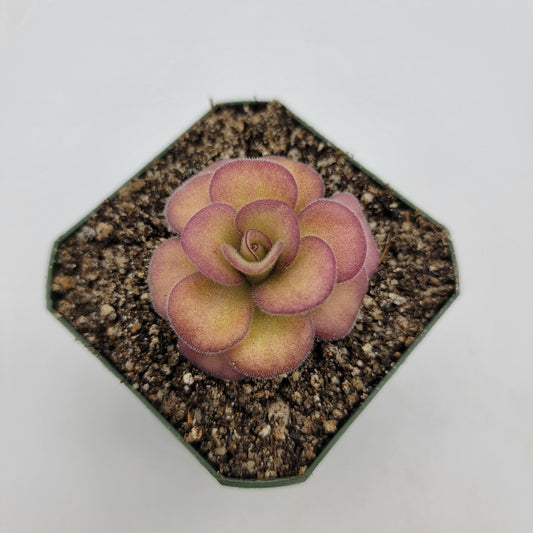 Pinguicula agnata 'El Lobo'